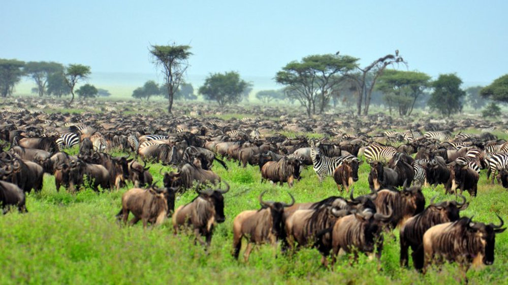 The-Great-Migration-at-Serengeti-National-Park-Tanzania.jpg