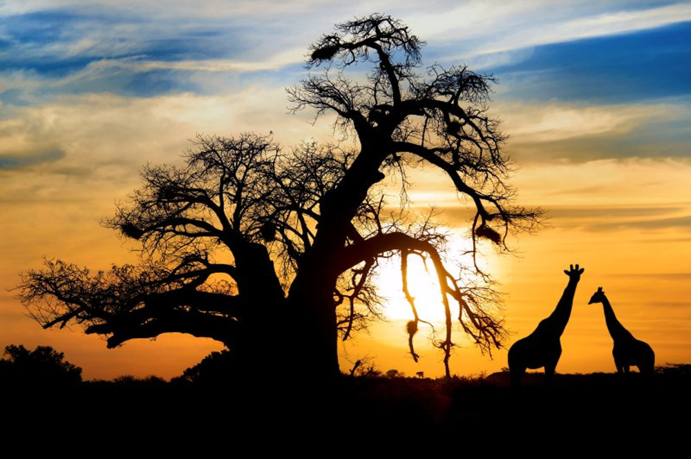 South-Africa-giraffes.jpg