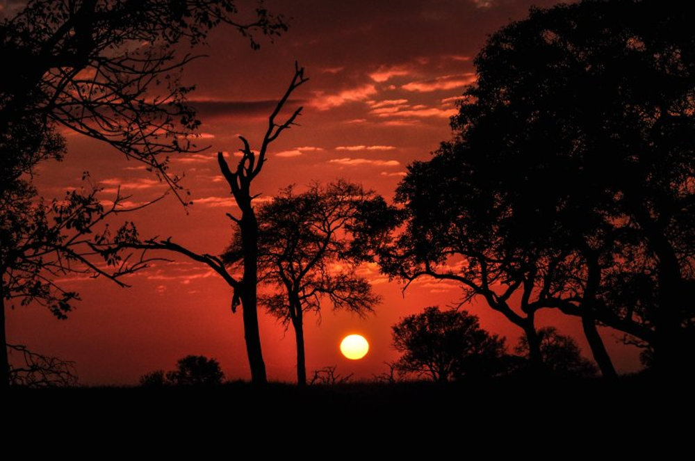 Sabi-Sabi-Red-African-Sunset.jpg